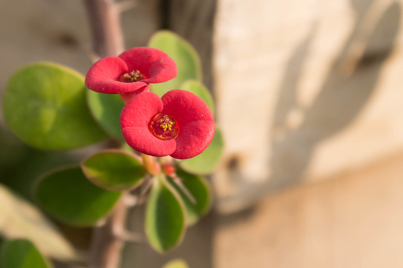 An image of Crown of Thorns plant