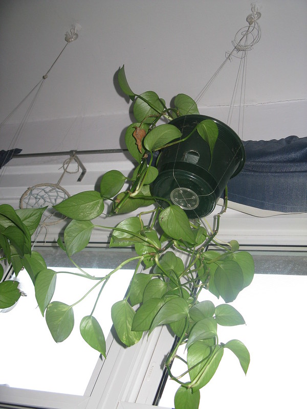 A Pothos plant hanging in a pot