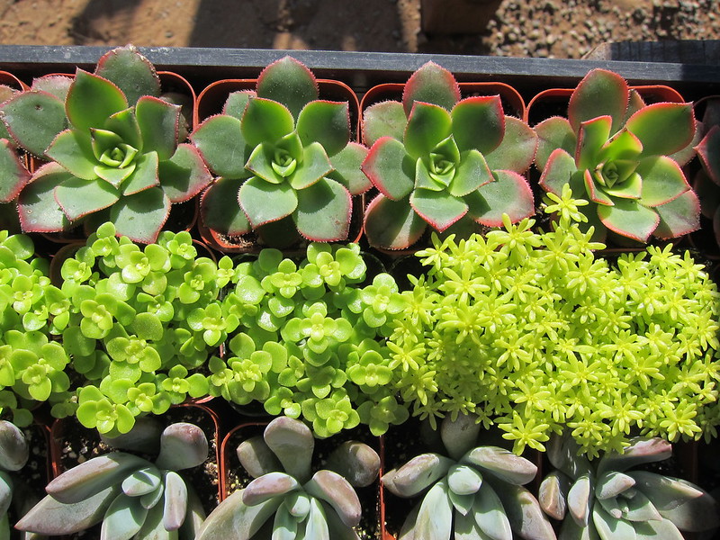 Beautiful types of Succulent plants