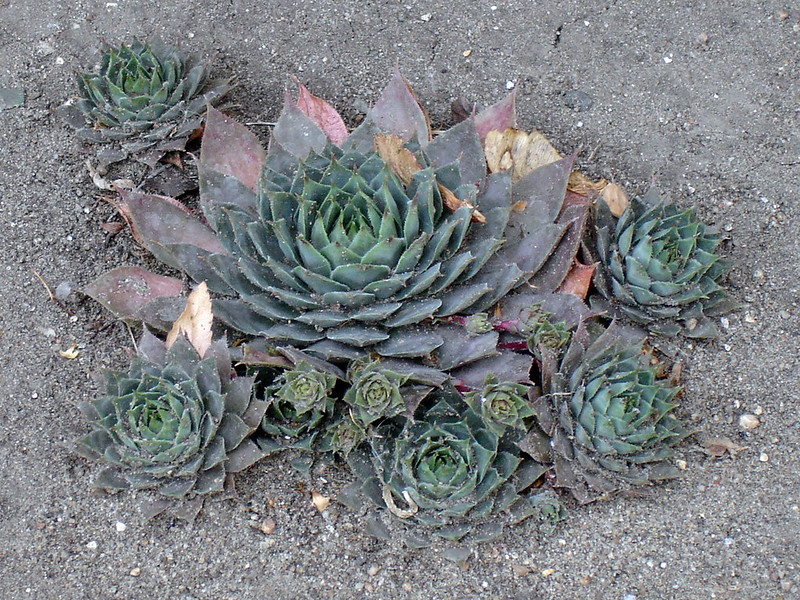 An image of Sempervivum plant