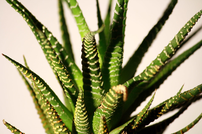 An image of Haworthia plant