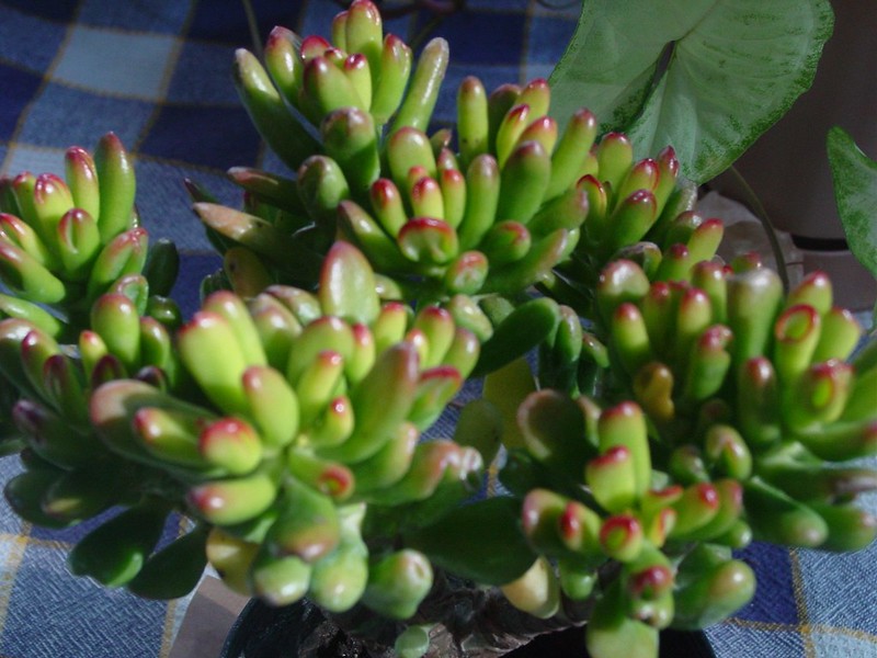 An image of Crassula plant