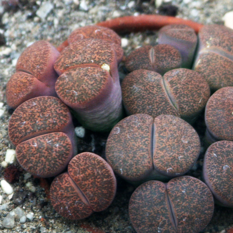 An image of Living stones succulents
