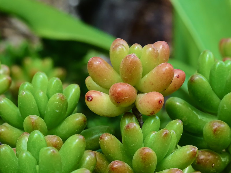 An image of Sedum plant