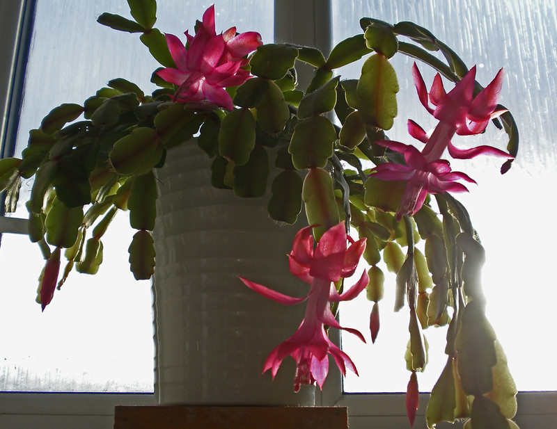 Christmas Cactus in a white pot