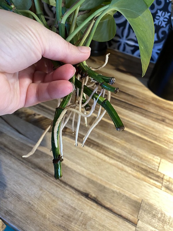 Rooted stems of Pothos