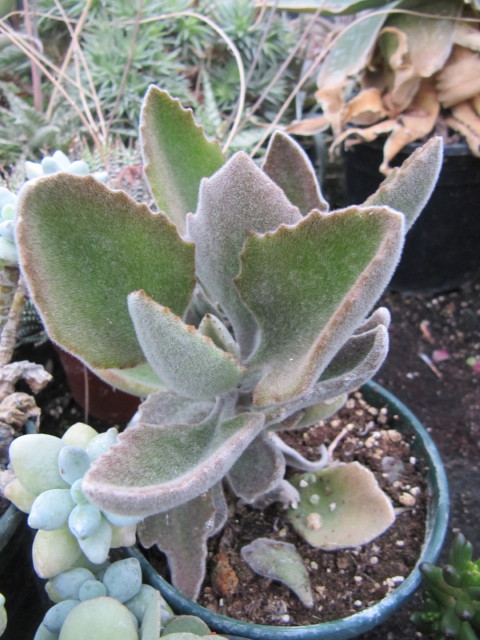 An image of Kalanchoe plant