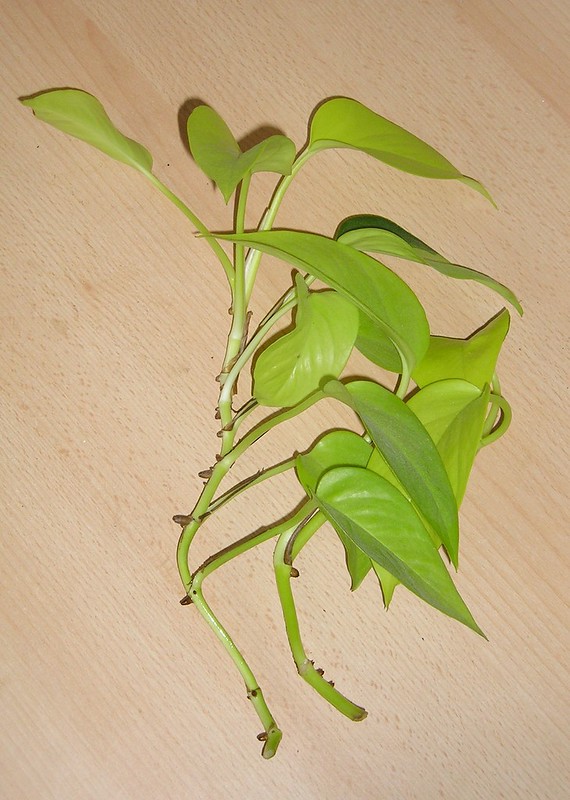 A Pothos plant stem with leaves