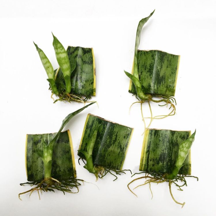 Snake plant leaf cuttings with roots