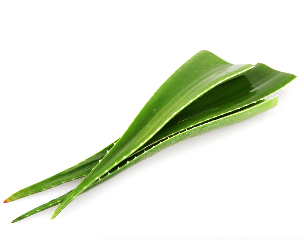 An image of healthy aloe vera leaves