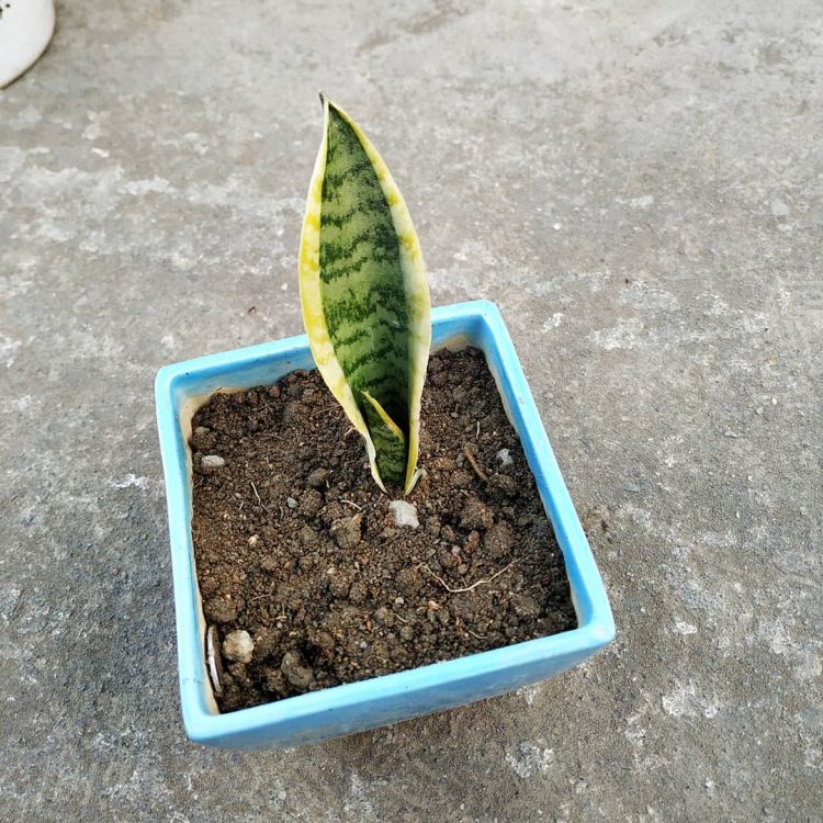 A stem of Snake plant is planting in soil