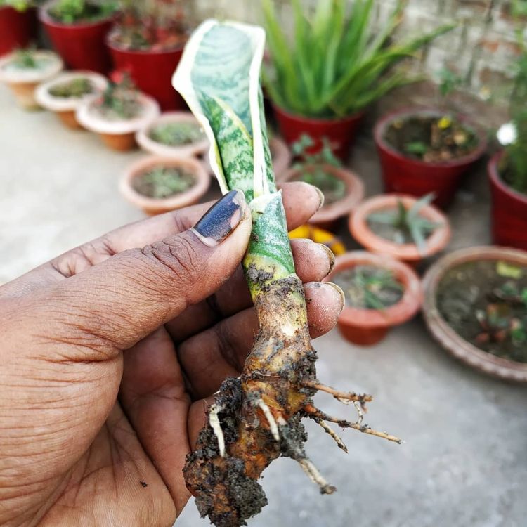 Person holding Snake plant stem with roots for propagate snake plant