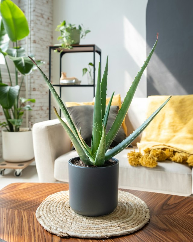 Aloe vera plant sitting on top of a wooden table