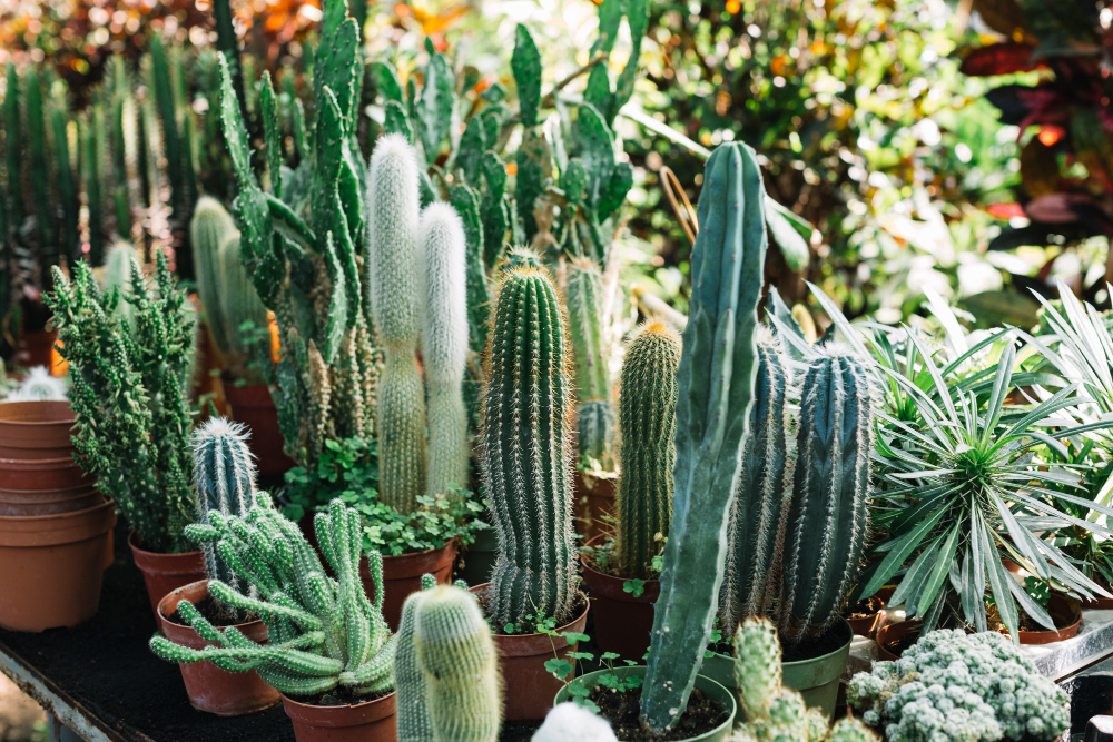  Cactus plants growing in greenhouse