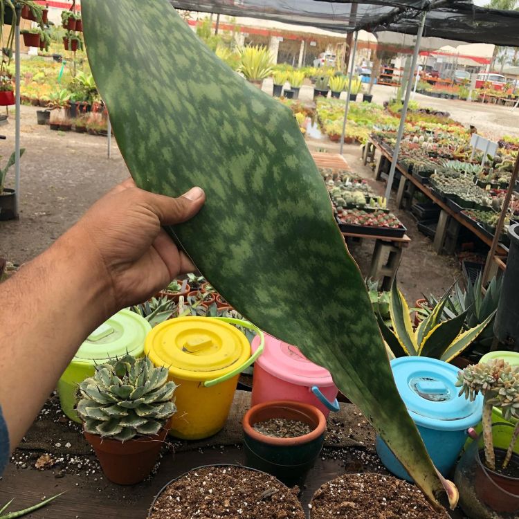 A big leaf of Snake plant holding by a person