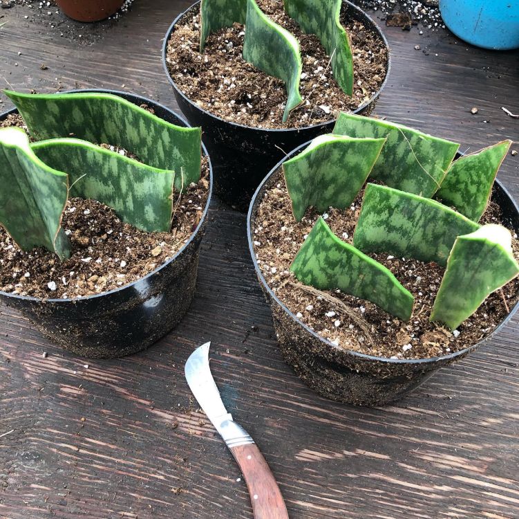 Cuttings of Snake plant planting in soil