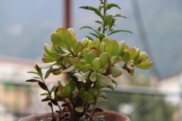 An image of a succulent plant