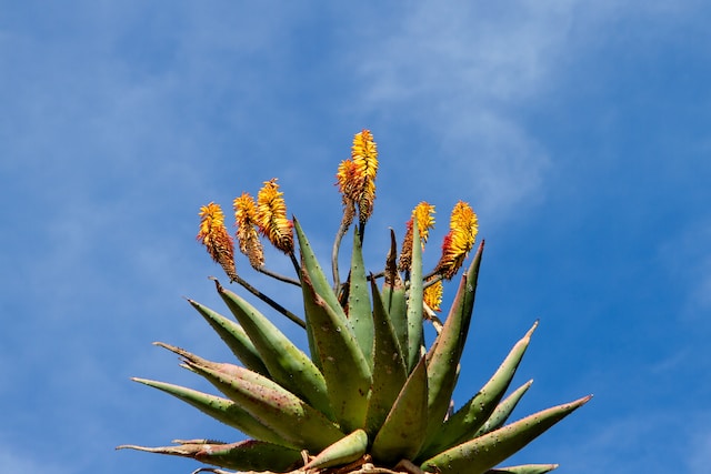 Aloe vera plant with yellow flowers