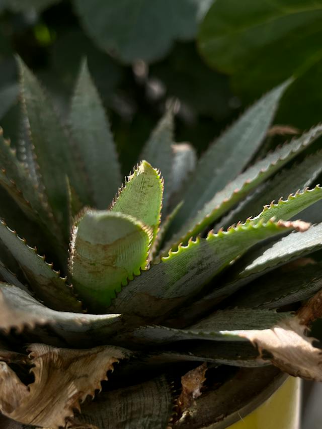 Picture of Agave plant