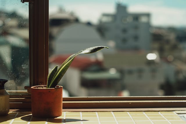An Image of potted Snake plant