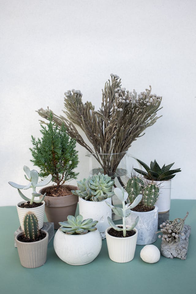 Succulent plant in white color pots