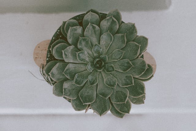 An image of Echeverias plant