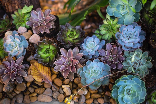 Different types of succulent plants