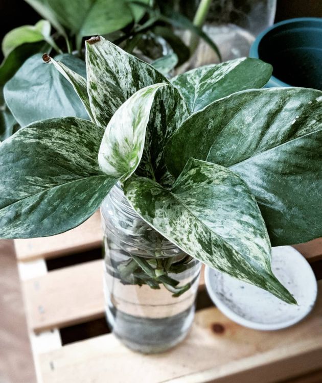 Marble Queen one from different types of pothos plant
