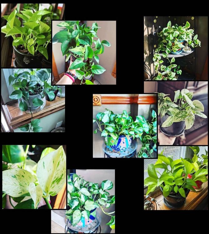 Different types of golden pothos in one image