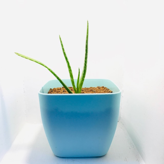Aloe vera  plant in blue ceramic pot