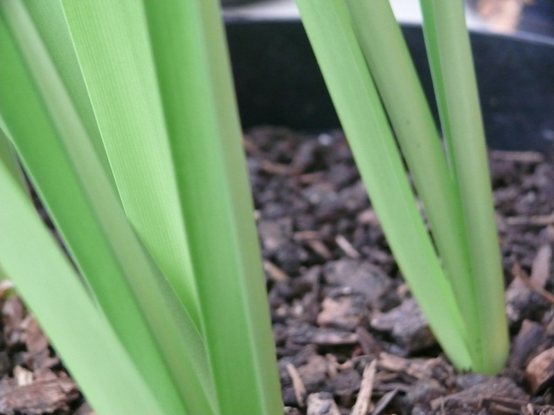 Amaryllis plant leaves in the soil