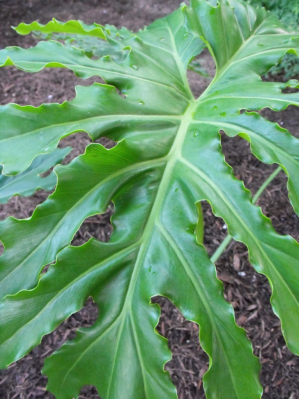 A close image of Split-Leaf Philodendron