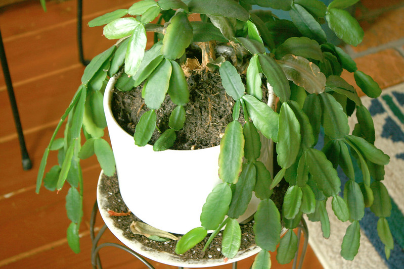 Stems of Christmas cactus  planting in white pot