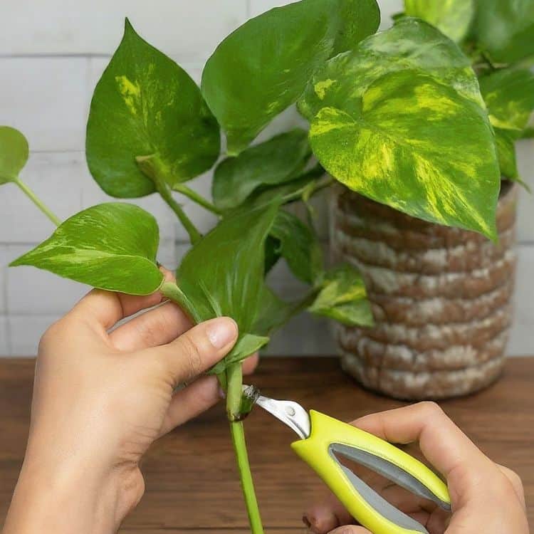 Person is cutting pothos stem
