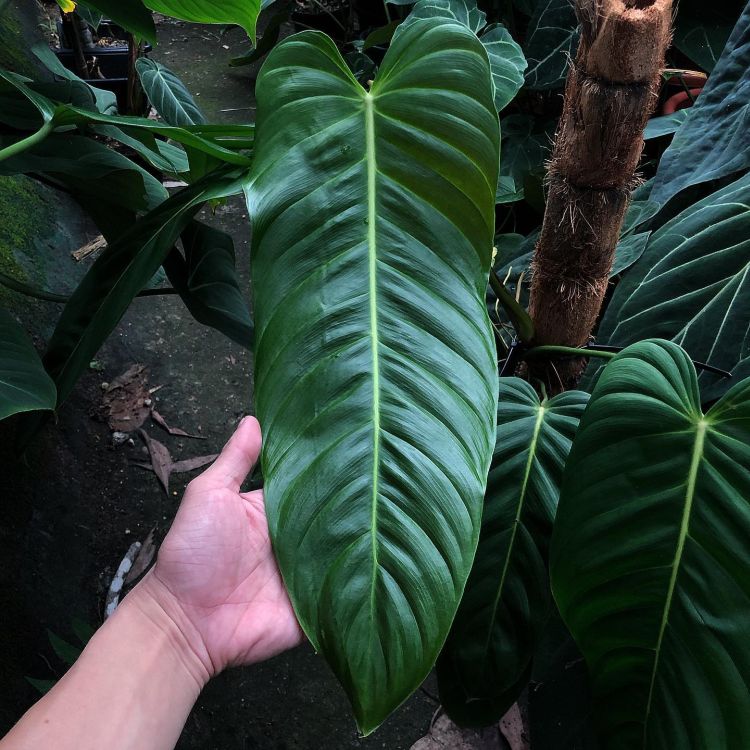 Person holding a big leaf of Philodendron Esmeraldense
