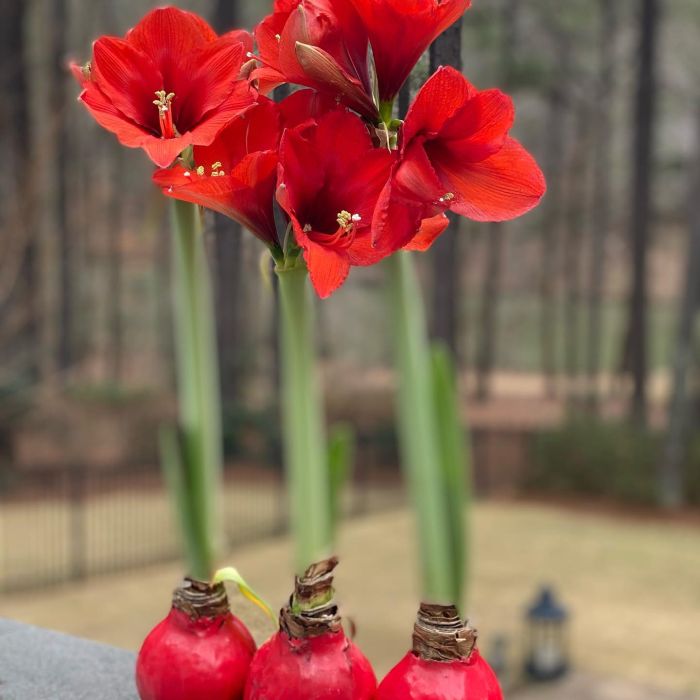Red flowers are blooming from three waxed Amaryllis bulbs