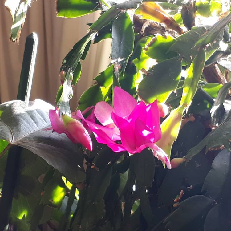 Christmas Cactus is in sunlight