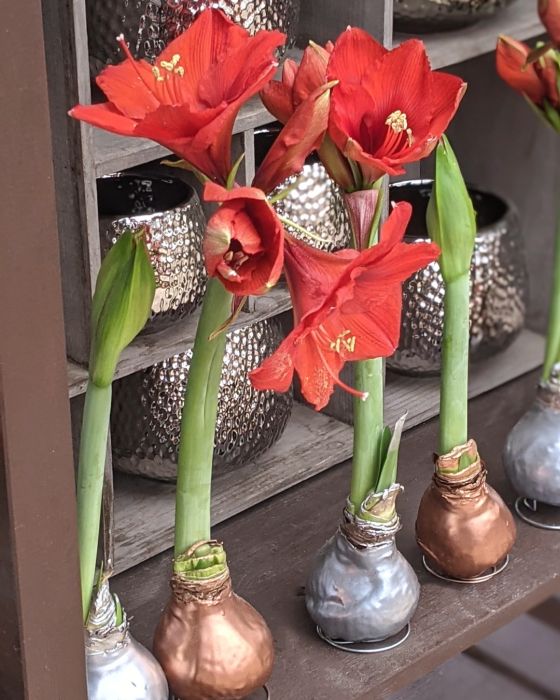 Red flowers are blooming from waxed Amaryllis