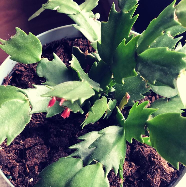 A close picture of Christmas cactus