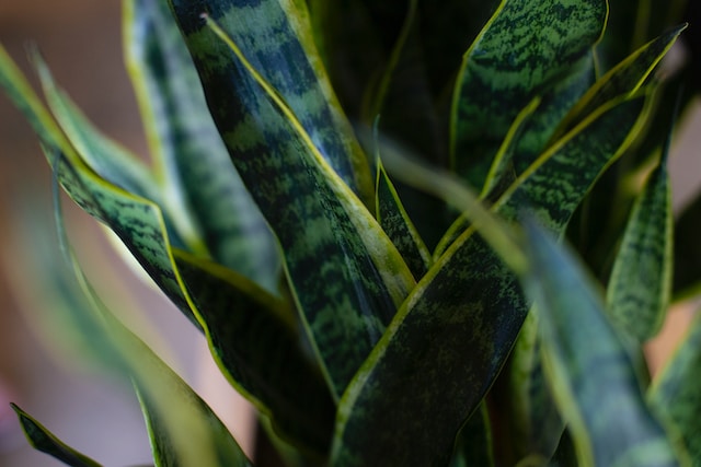 A close up of snake plant