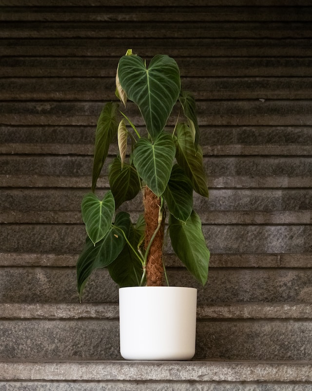 Philodendron in a white pot