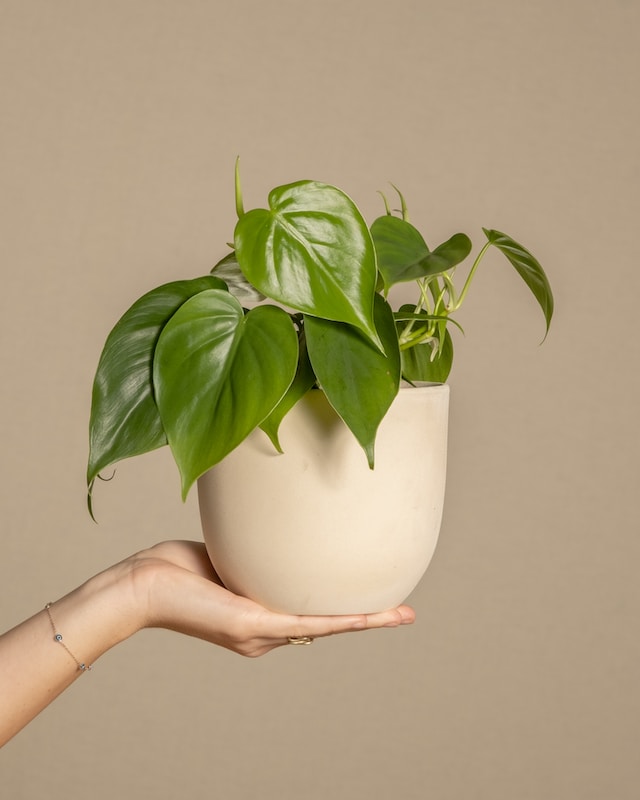 A person holding philodendron in a white pot