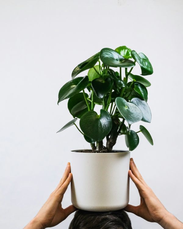 A person holding peperomia plant in white pot