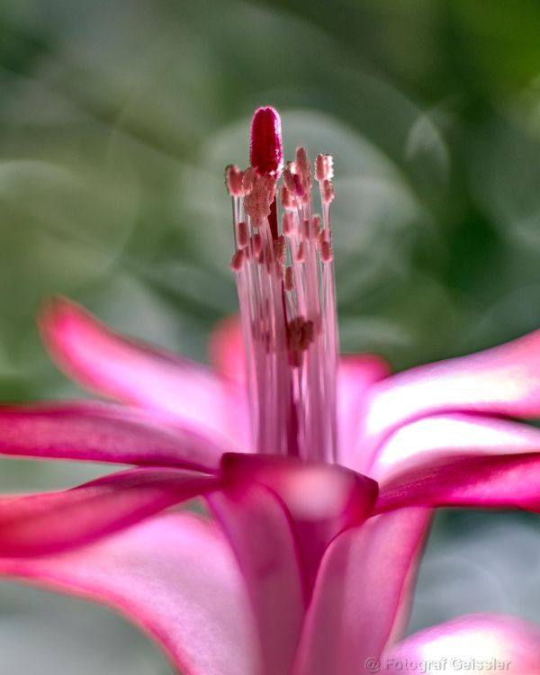 A close up of pink flower