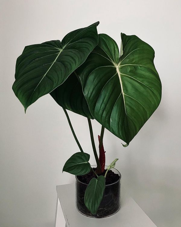 Philodendron Gloriosum is in a black pot