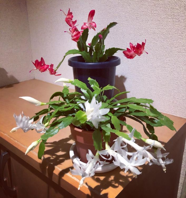 Christmas cactus are on a brown table