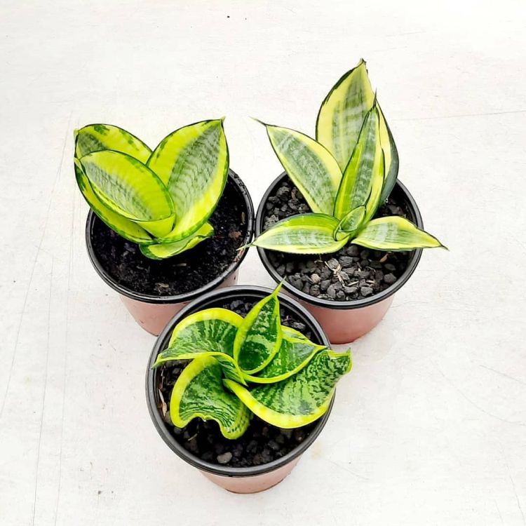 Three pots of Dracaena Trifasciata Hahnii