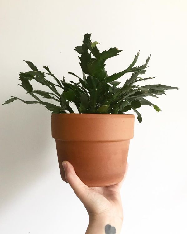 A person holding Christmas cactus plant in clay pot