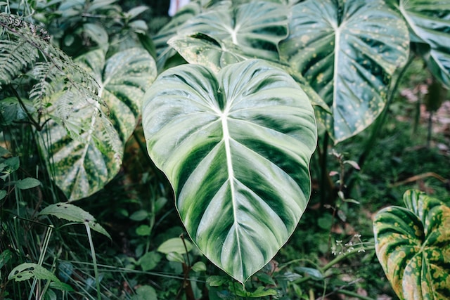 Leaves of Philodendron plant