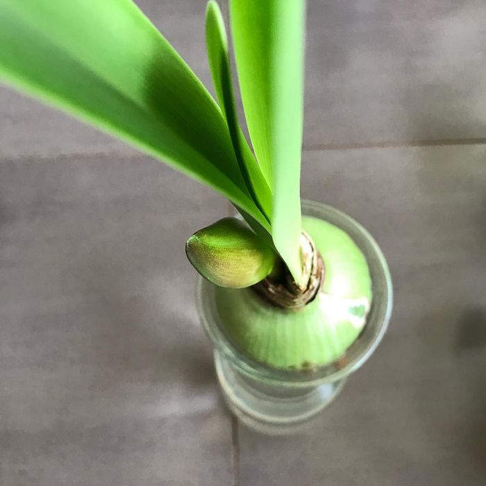 A bulb of Amaryllis grow in water